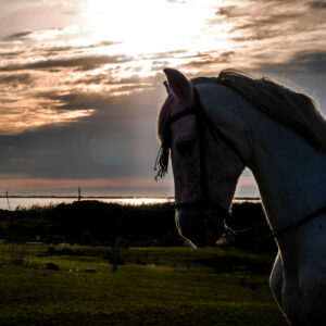 Ride a horse in Punta Entinas