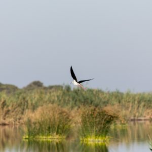 Flora y fauna